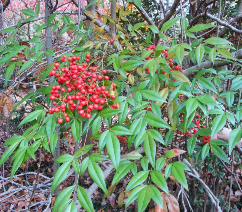 Fruiting nandina poses a specific, documented bird risk Fruiting nandina poses a specific, documented bird risk