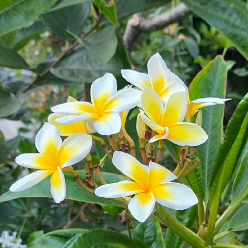 Full sun and warmth power the flowering cycle Full sun and warmth power the flowering cycle