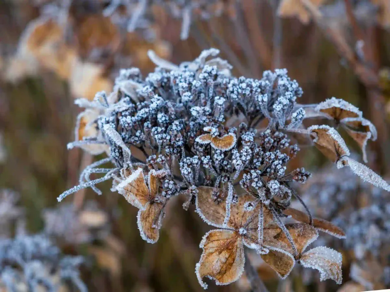 Late Spring Frost Damage