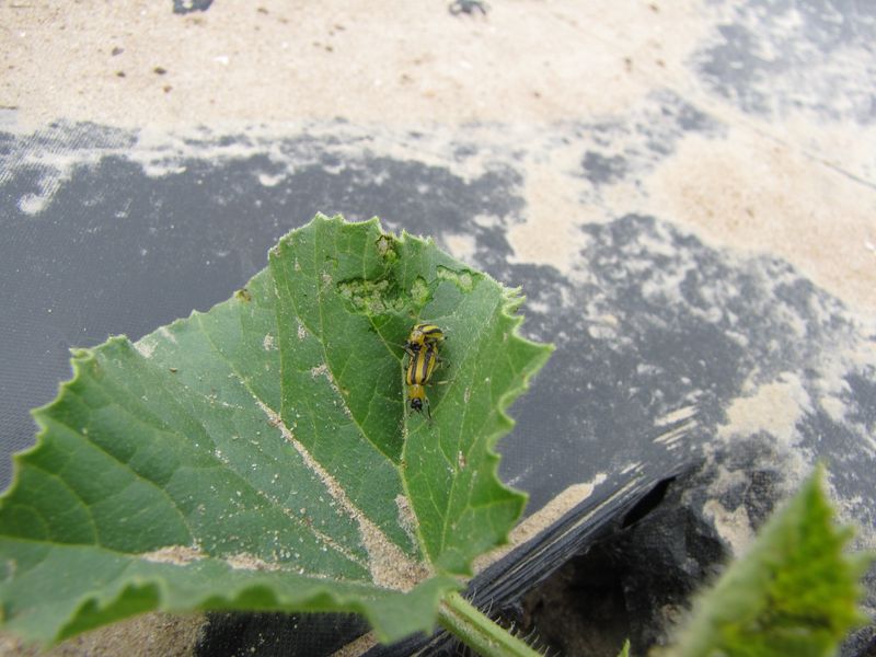 Bacterial Wilt Turns Yellowing Into a Death Sentence