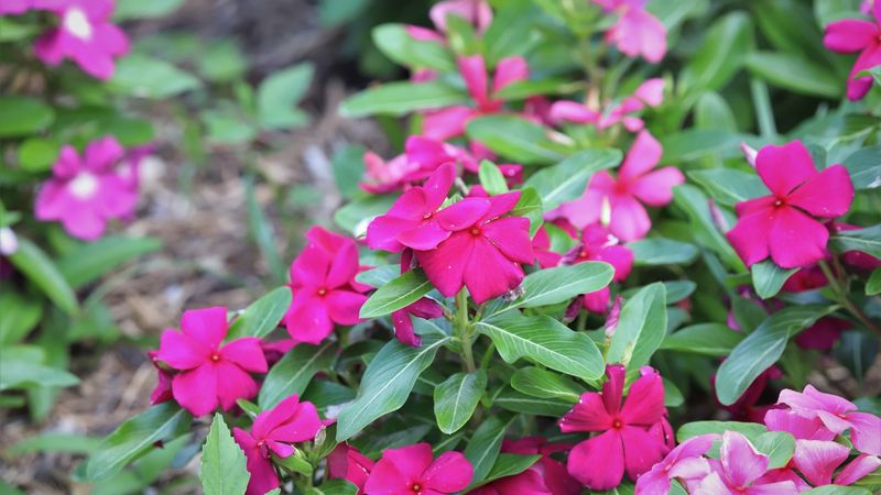 Vinca