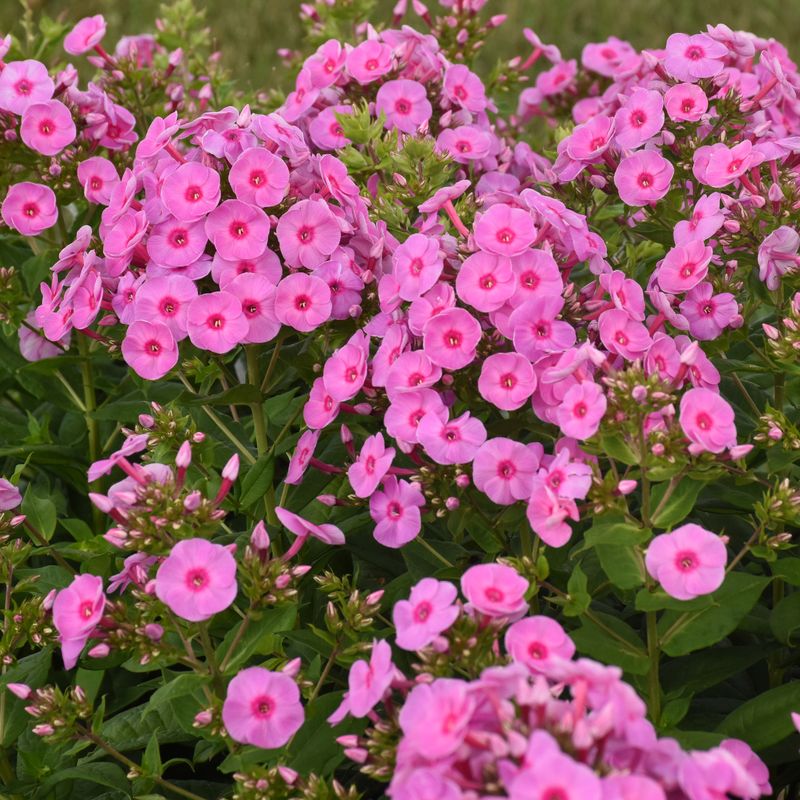 Garden Phlox Garden Phlox