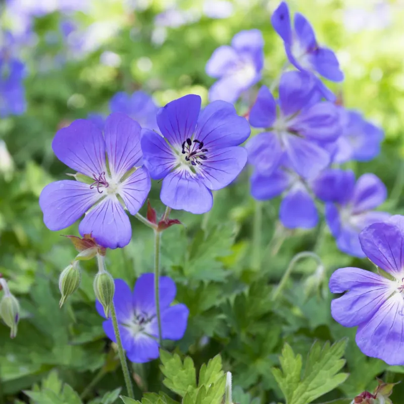 Geranium (Hardy Cranesbill) Geranium (Hardy Cranesbill)
