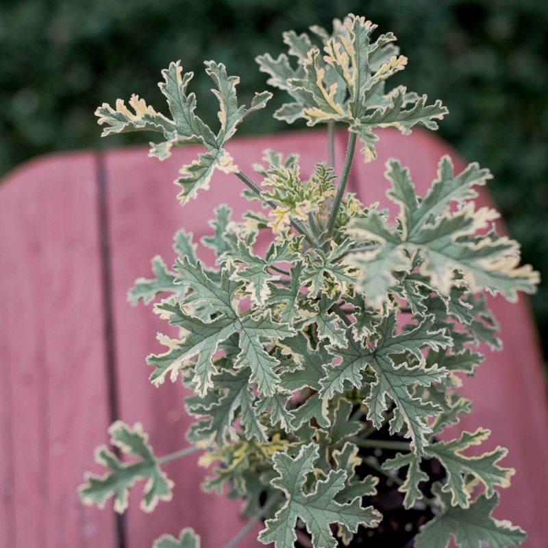 Geranium (Scented)