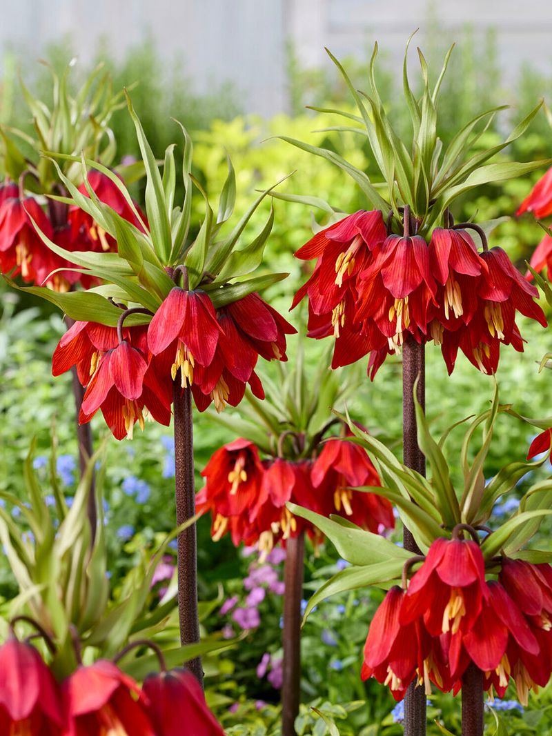 Fritillaria