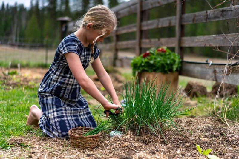 Caring for Chives Without Adding to Your Chores