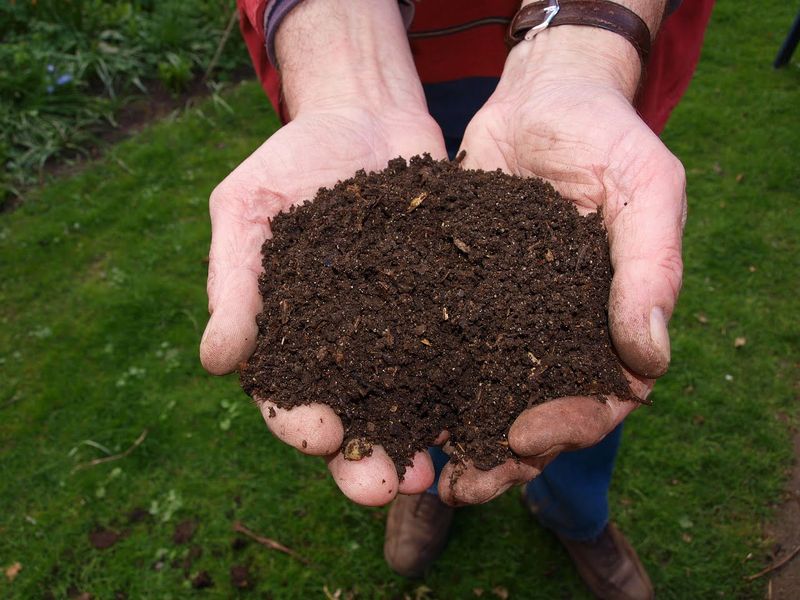 Feed the Soil Before You Feed the Plant