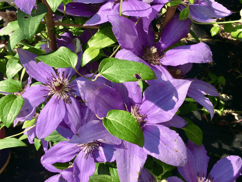 Give Group 1 careful pruning and Group 2 light maintenance