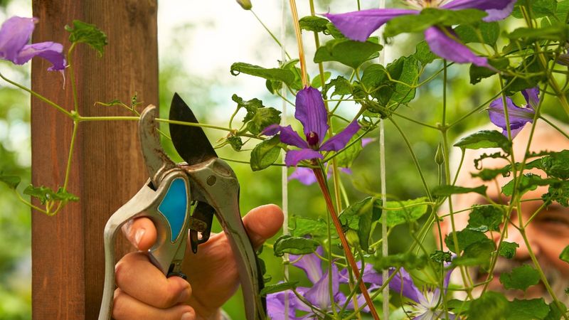 Give Group 2 a conservative two-stage pruning plan