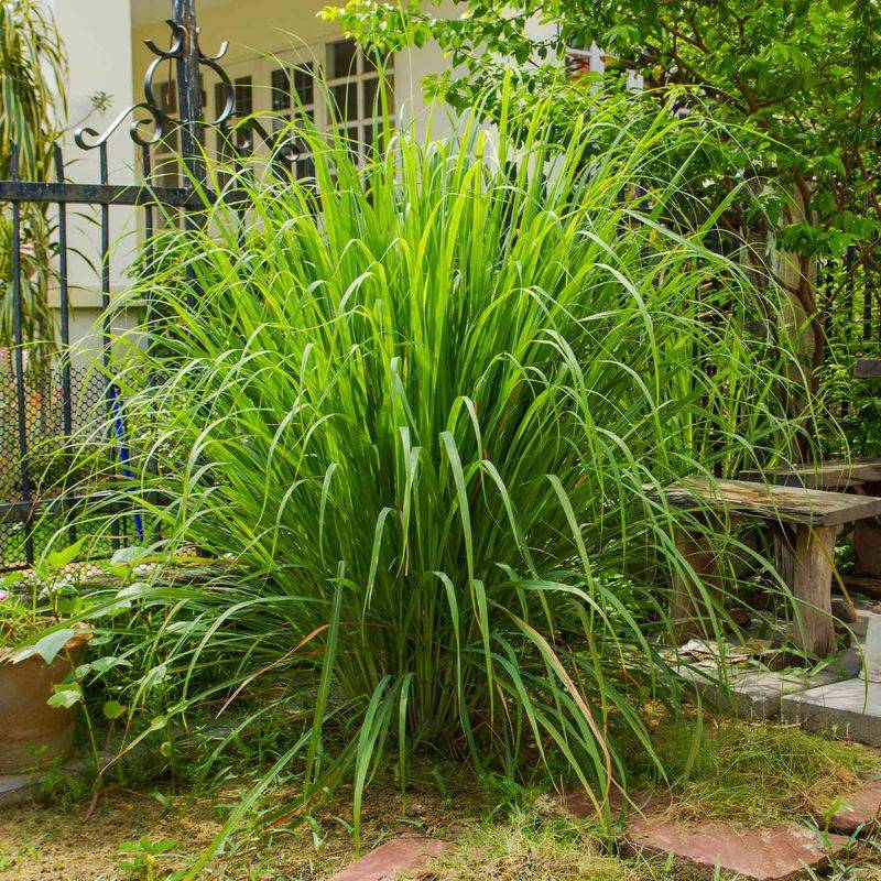 Give Lemongrass Sun, Water, and Room to Clump