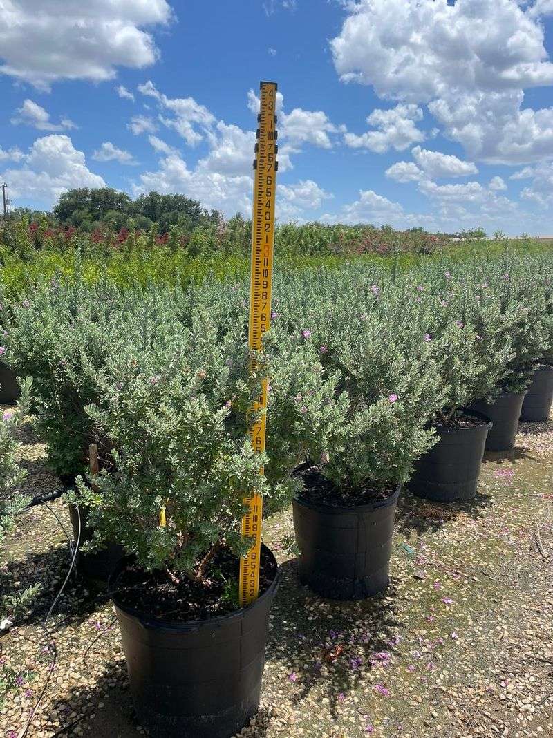 Give New Plants the Water They Need Give New Plants the Water They Need