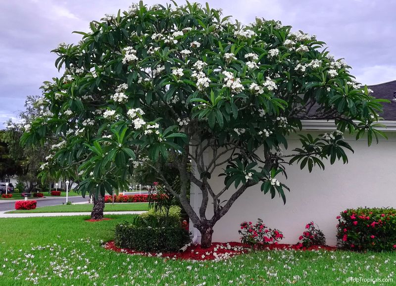 Give Plumeria Strong Sun Before Chasing Fertilizer Give Plumeria Strong Sun Before Chasing Fertilizer