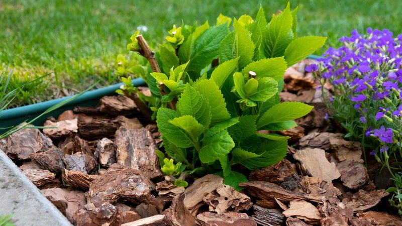 Mulch to Lock In Moisture and Cool Roots