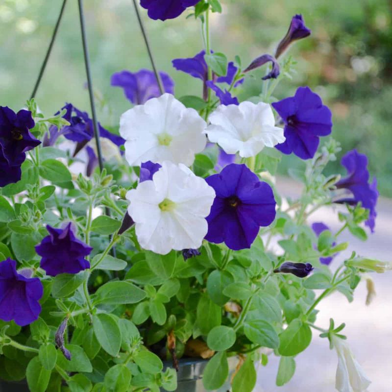 Refresh Tired Potting Soil