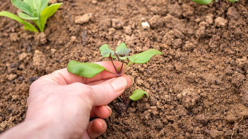 Nip Young Seedlings Early