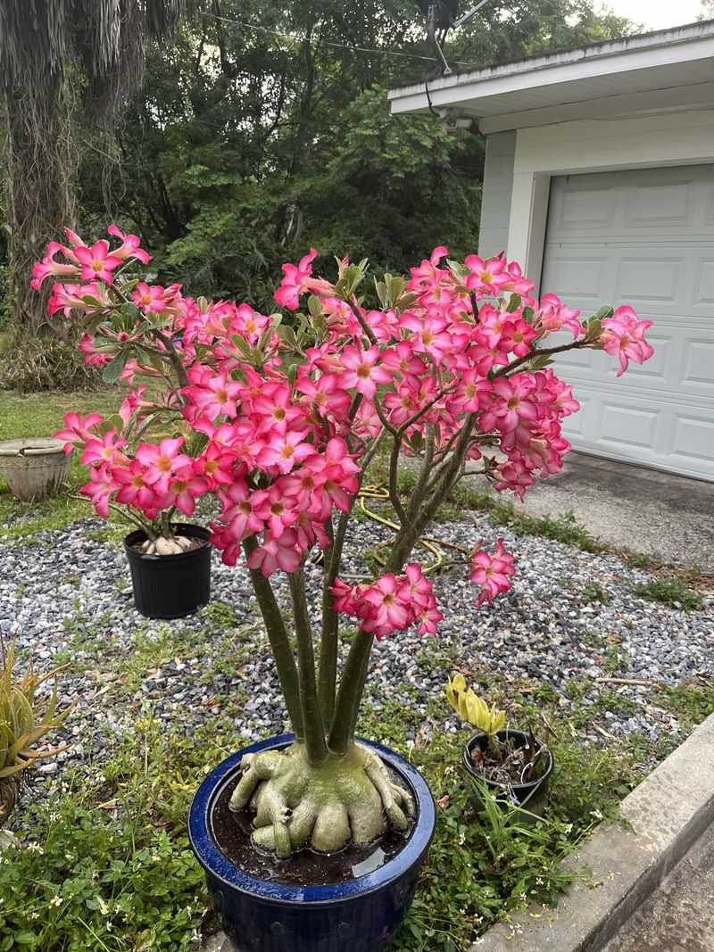 Give a container Desert Rose bright shelter during extended downpours Give a container Desert Rose bright shelter during extended downpours