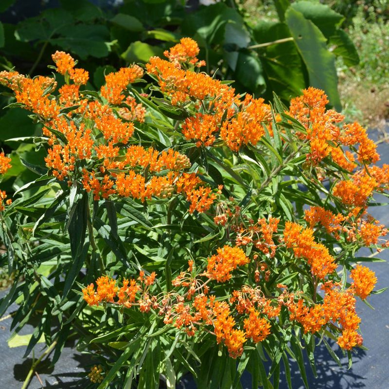 Give a container plant a permanent fall or spring start