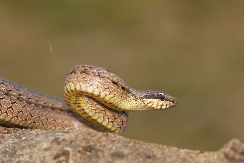 Give a safely identified snake room to leave