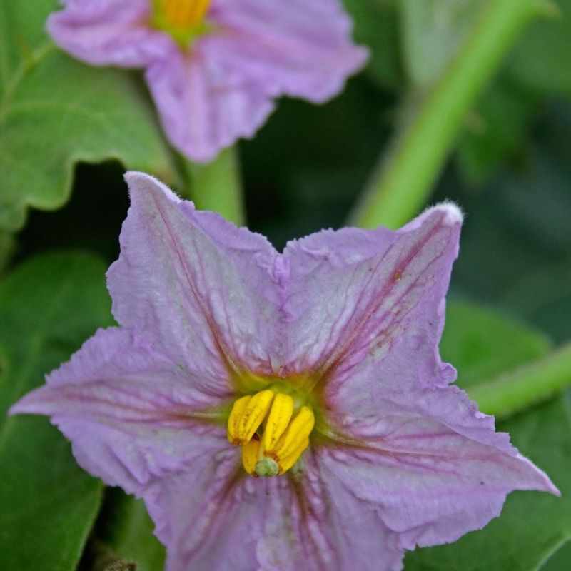 Give each open flower a gentle vibration