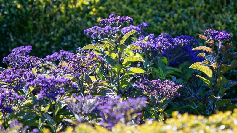 Manage heat stress without chasing fragrance through drought