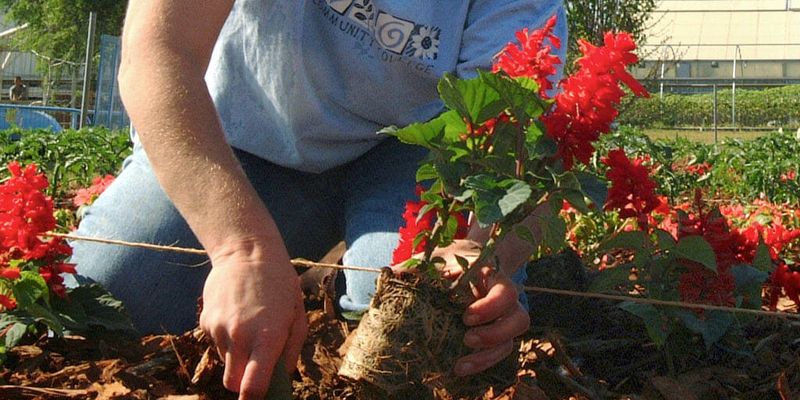 Plant it with room to establish