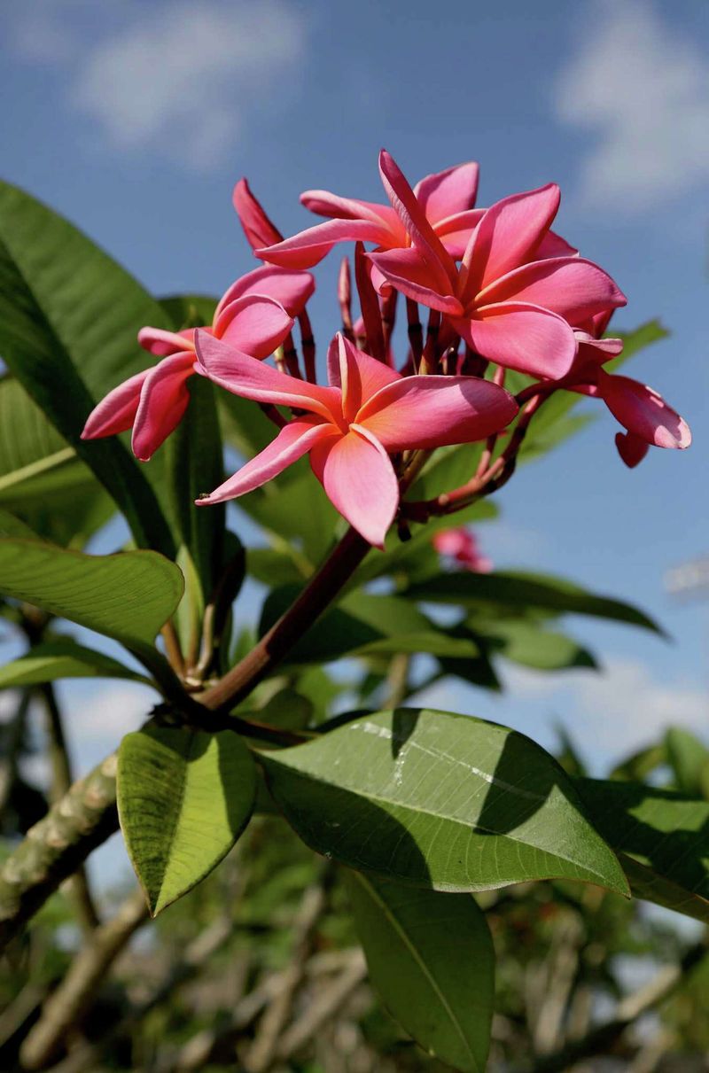 Give plumeria bright light without forcing a sunburn Give plumeria bright light without forcing a sunburn