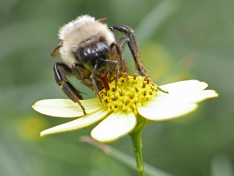 Give pollinators food without promising pest protection
