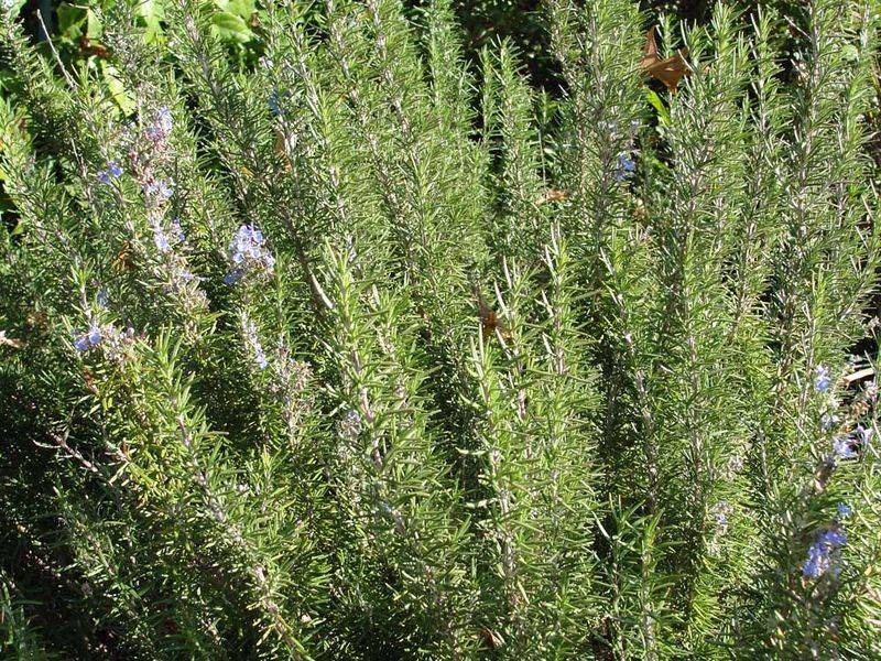 Give rosemary full sun and soil that drains quickly