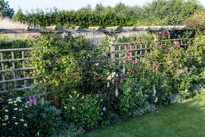 Give the maypop a trellis, not a route into the house