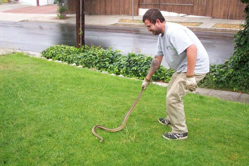 Give the snake space and get professional help when needed