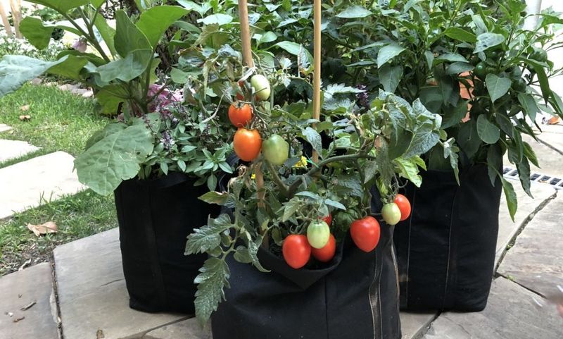 Give the tomato room, then reassess