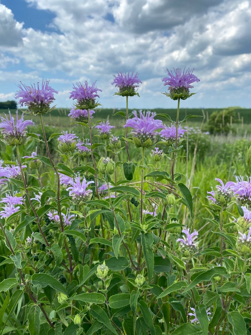Give wild bergamot sun, moisture, and breathing room