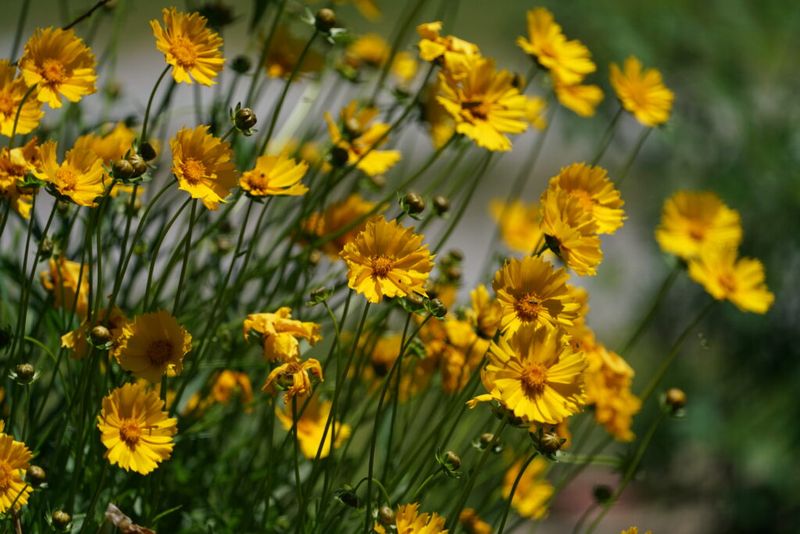 Coreopsis (Tickseed)