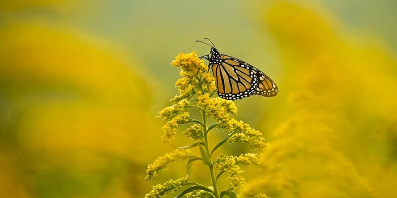 Goldenrod supports wildlife—and carries an unfair allergy reputation