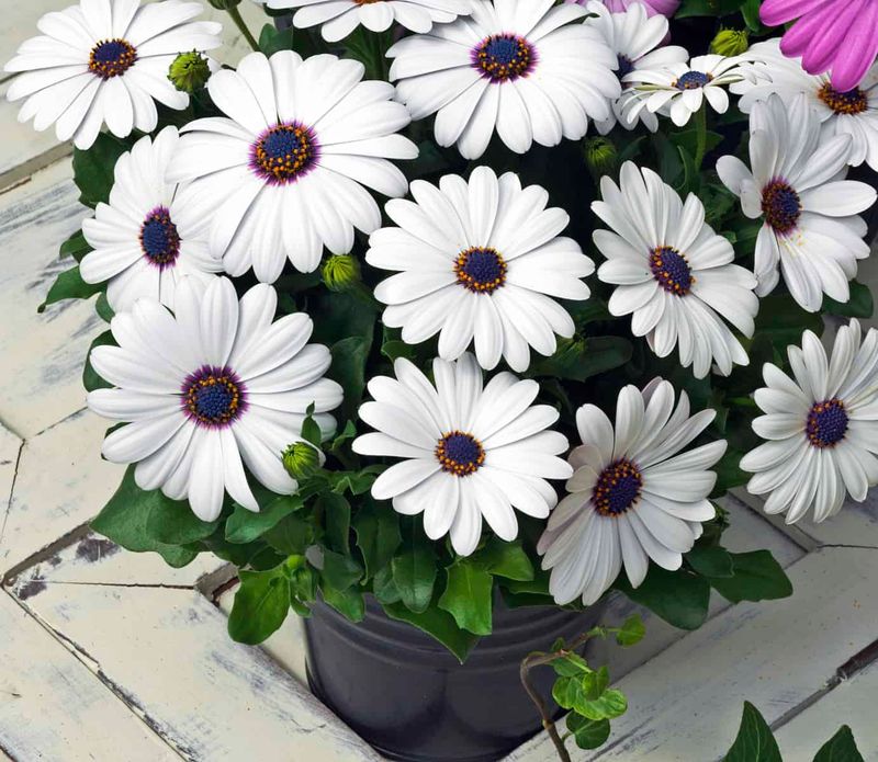 Osteospermum (African Daisy)