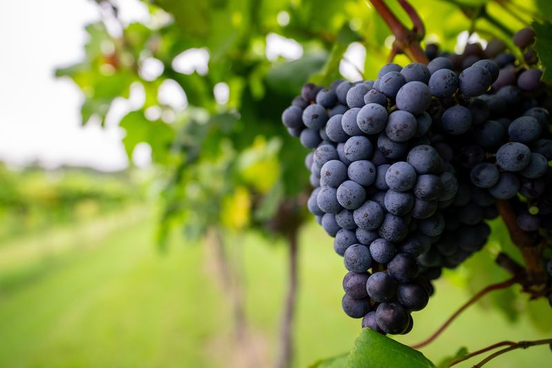 Grapes Grapes