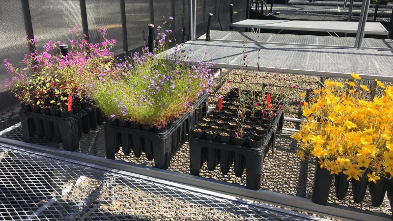 Grassroots Ecology Native Seed Library (Palo Alto)