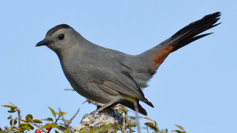 Gray Catbird Gray Catbird