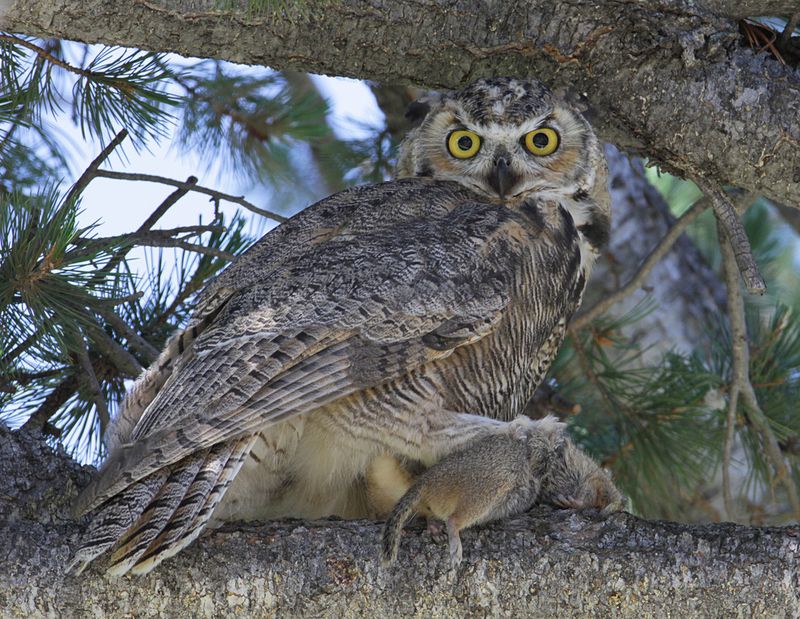 Great horned owls may help, but they do not replace rat control