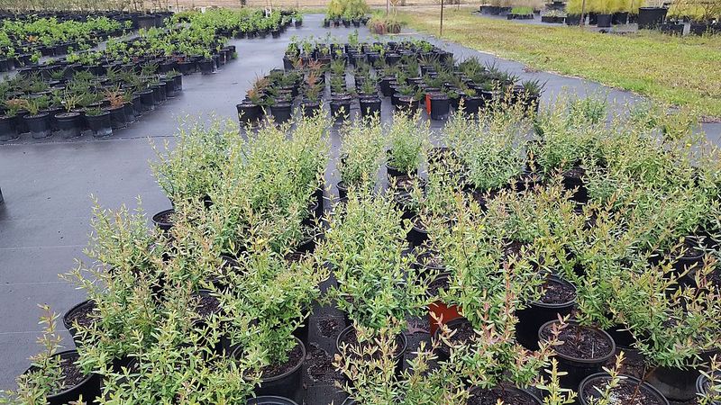 The Natives Nursery (Davenport)
