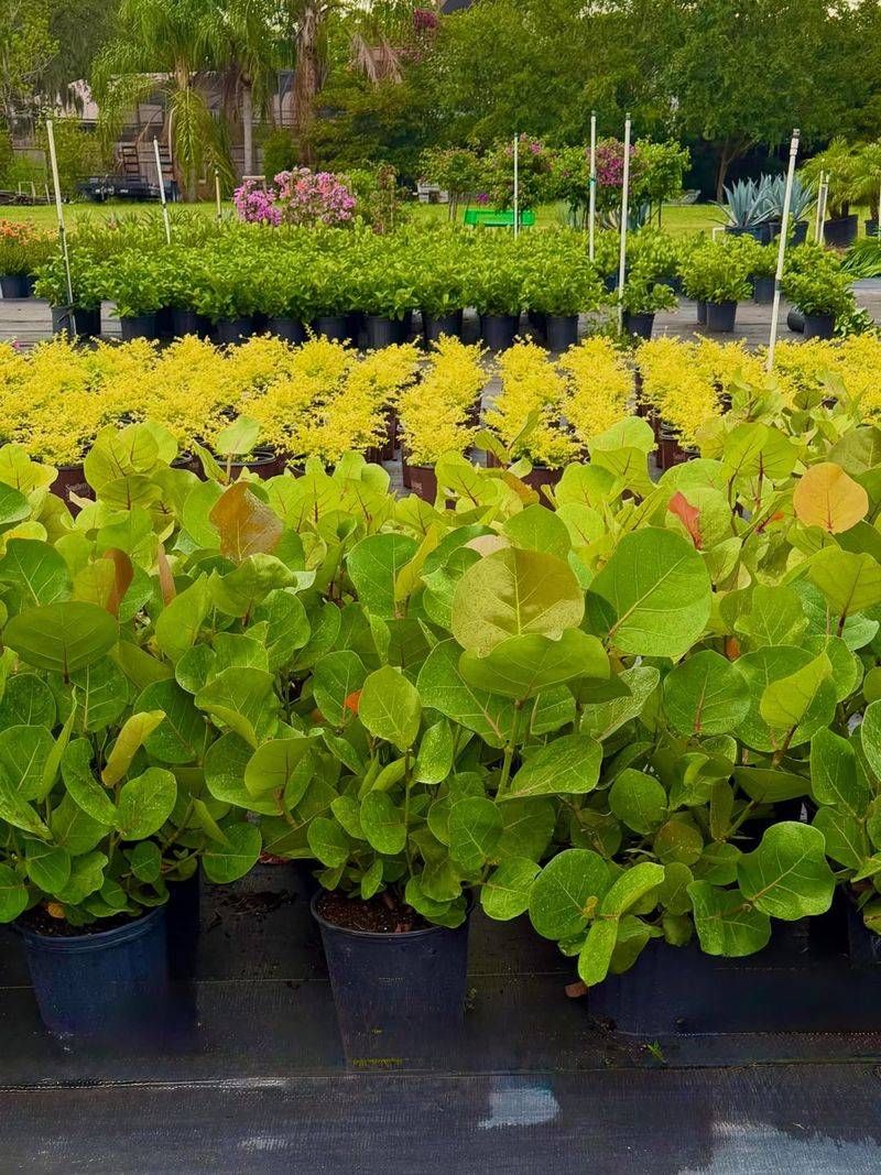 Sweet Bay Nursery (Parrish)