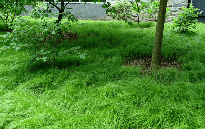 Green Sedge and Native Carex (Carex species) Green Sedge and Native Carex (Carex species)