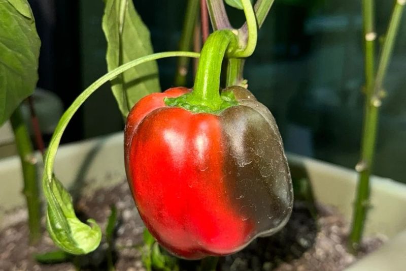 Green does not always mean the pepper is stuck Green does not always mean the pepper is stuck