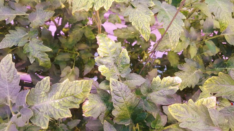 Greening Up Pale New Leaves