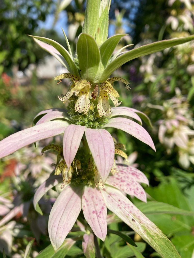 Horsemint (Spotted Beebalm)