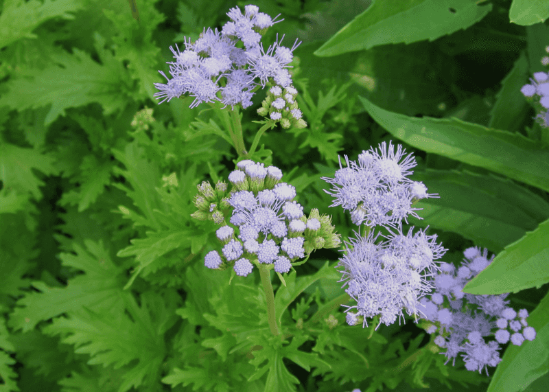 Gregg's Blue Mist (Conoclinium greggii) Gregg's Blue Mist (Conoclinium greggii)