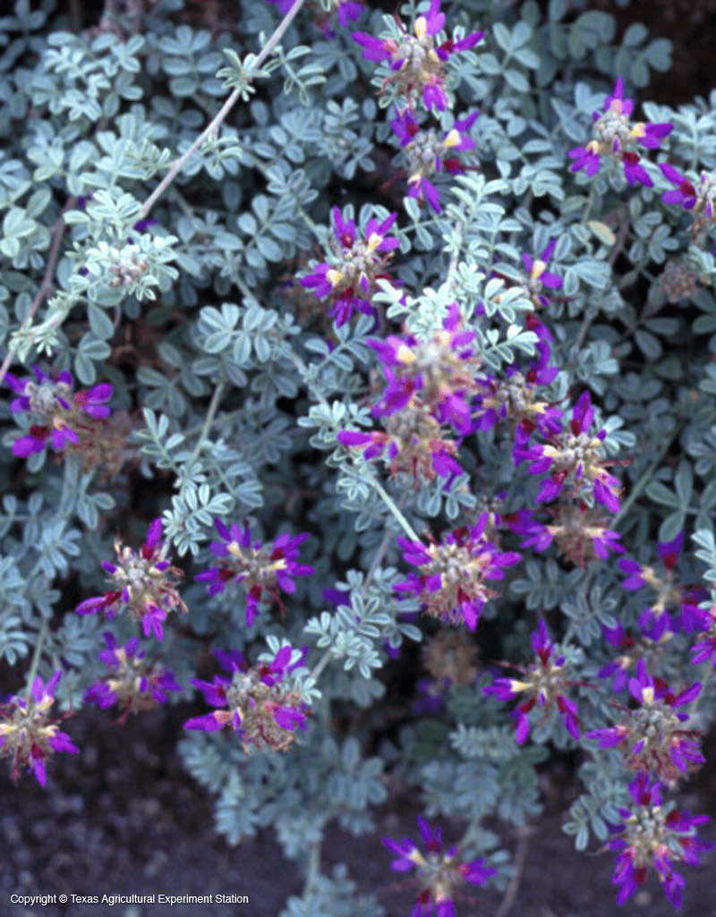 Gregg's Dalea (Dalea greggii)