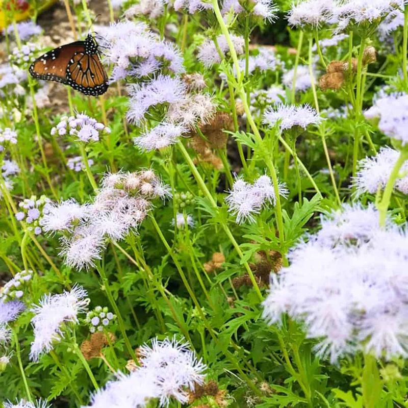 Gregg's Mistflower Gregg's Mistflower