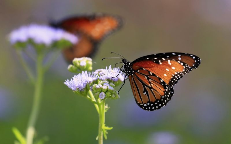 Gregg's Mistflower (Conoclinium greggii)