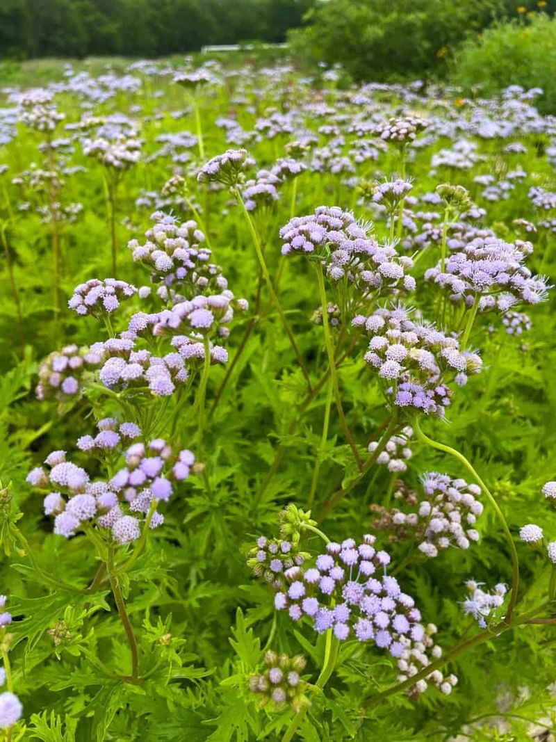Gregg's Mistflower